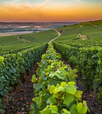 Full Day Private Day Tour to Champagne Region